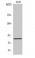 Photomedin-2 Polyclonal Antibody